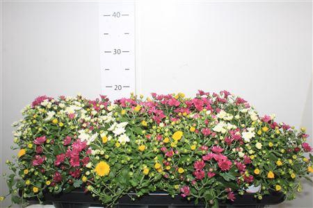 <h4>Chrysant Gardenmum P12 Carnaval</h4>