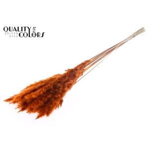 Fluffy Pampas 10pc/bunch Orange