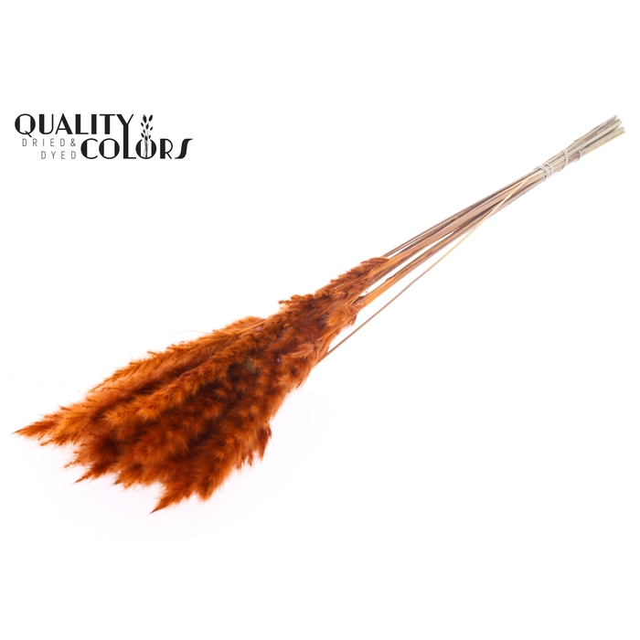 <h4>Fluffy Pampas 10pc/bunch Orange</h4>