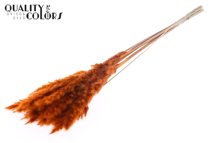Fluffy Pampas 10pc/bunch Orange
