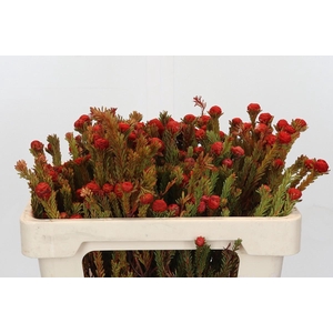 Cape Green Tortum Red