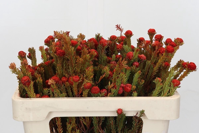 <h4>Cape Green Tortum Red</h4>