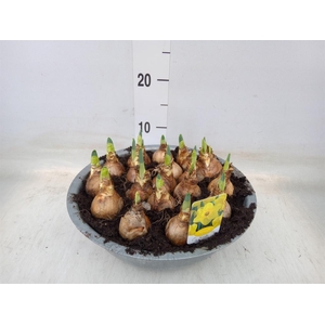 Narcissus TR 'Lucky Number'