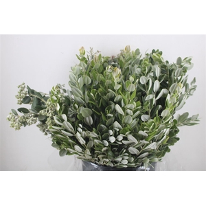 Pittosp Ralphi Leaves 400gr P Bunch