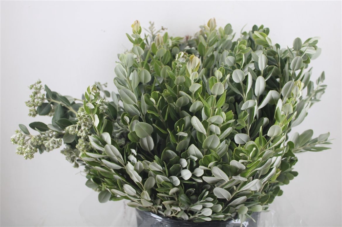 <h4>Pittosp Ralphi Leaves 400gr P Bunch</h4>