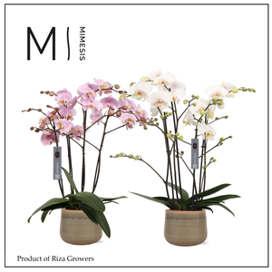 Phalaenopsis Marvellous Mix 50+ – 17cm in Iris Mint| Mimesis
