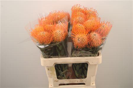 <h4>Leuco Co Ayoba Sun</h4>