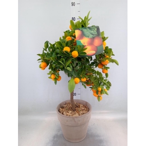 Arr.   Tuinplanten H%