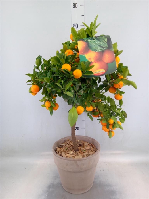 <h4>Arr.   Tuinplanten H%</h4>