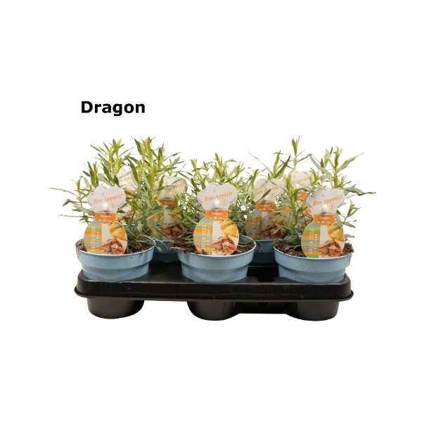 <h4>Dragon</h4>