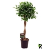 Ficus Mi Moclame stam FMOCPG23110