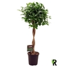 Ficus Mi Moclame