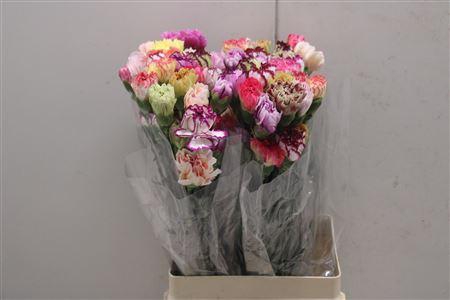 <h4>Di St Rainbow Mix</h4>