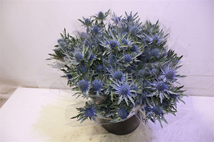 <h4>Eryn Aquarius Qstar X5</h4>