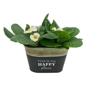 Primula Happy Zink ovaal op kleur 639