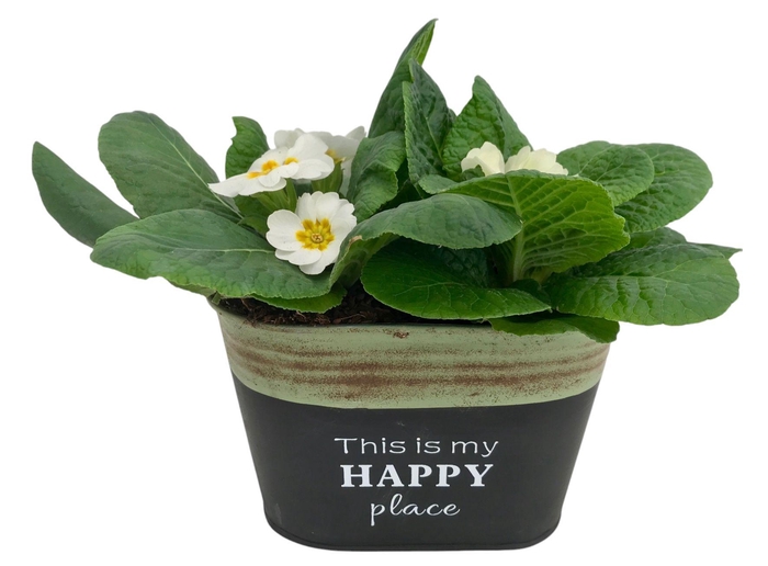 <h4>Primula Happy Zink ovaal op kleur 639</h4>