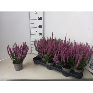 CALLU BL RENATE