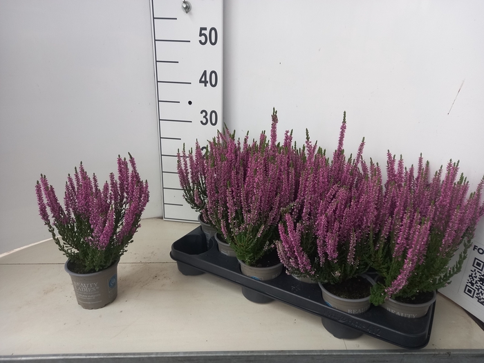 <h4>CALLU BL RENATE</h4>