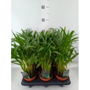 Dypsis lutescens   ...Chrysalidoca