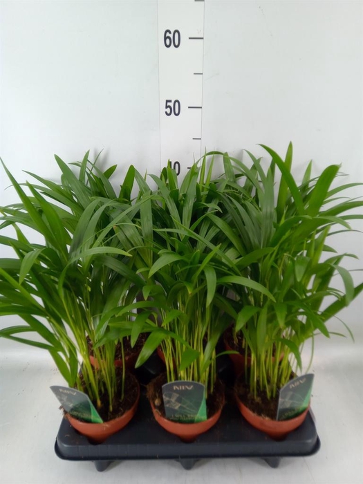 <h4>Dypsis lutescens   ...Chrysalidoca</h4>