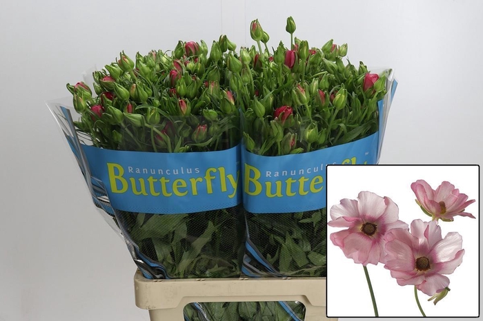 <h4>RAN BUTTERFLY LYCIA</h4>