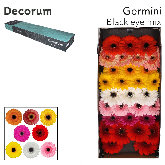 <h4>Germini Mix Zwart Hart Doos</h4>