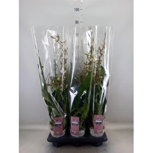 Brassia  'Summer Dream'