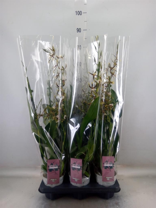 <h4>Brassia 'Summer Dream'</h4>