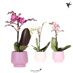 Kolibri Orchids Phalaenopsis mix 1 spike in Scandic pot mix
