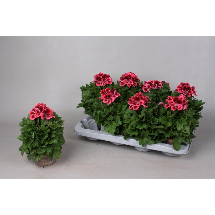 <h4>PEL GR ELEGANCE KATE</h4>