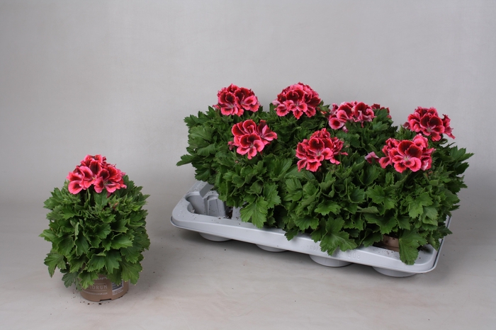 <h4>PEL GR ELEGANCE KATE</h4>