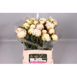 Paeonia Snow Princess | Heavy Quality