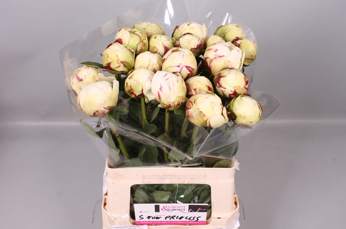 Paeonia Snow Princess | Heavy Quality