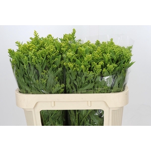 Solidago Golden Glory