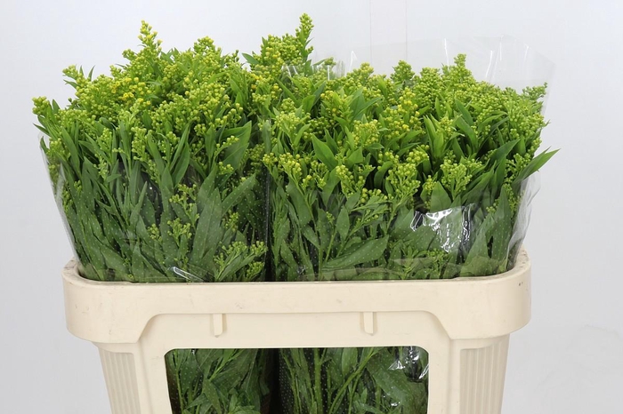 <h4>Solidago Golden Glory</h4>