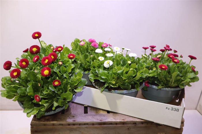 <h4>Bellis P Kl Bel Gem</h4>