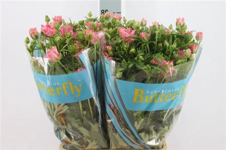 <h4>Ranunculus Butterfly Isis 70cm</h4>