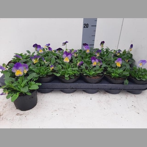 VIO CO D BL PUR WING