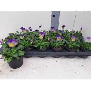 VIO CO D BL PUR WING