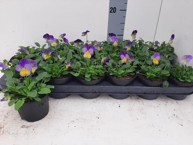 <h4>VIO CO D BL PUR WING</h4>