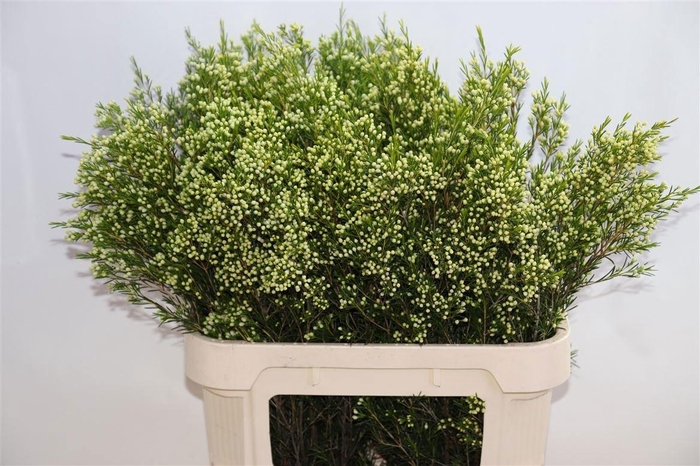 <h4>CHAME UN EVE</h4>