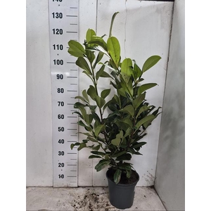 PRUN LA ROTUNDIFOLIA