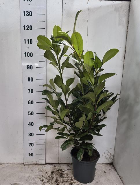 <h4>PRUN LA ROTUNDIFOLIA</h4>