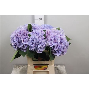 Hydr M Marsepe Bl