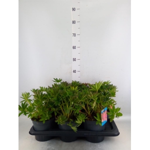 Lupinus polyp. 'Lupini Pink Shades'