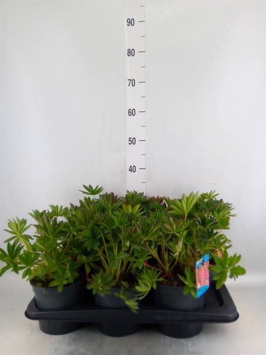 <h4>Lupinus polyp. 'Lupini Pink Shades'</h4>