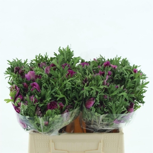 Anem Mistral Sr Cerise Extra