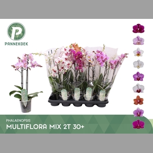 PHAL MF GEM 8 KL