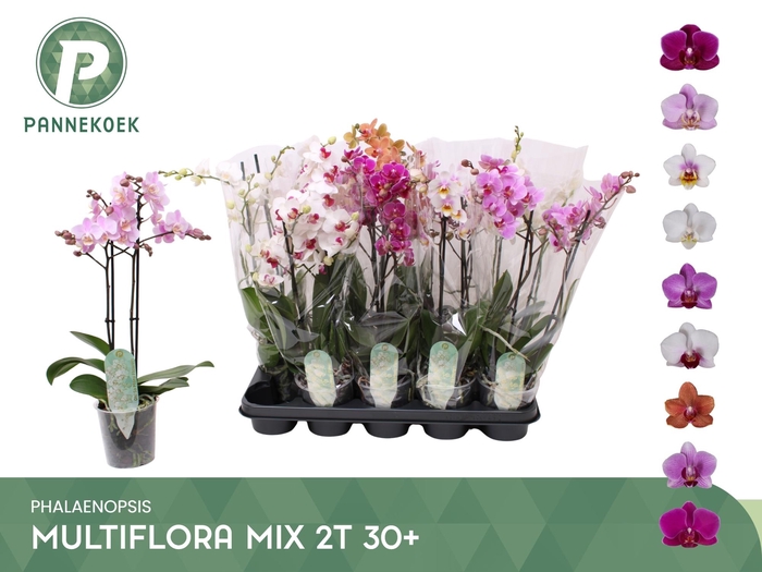 <h4>PHAL MF GEM 8 KL</h4>