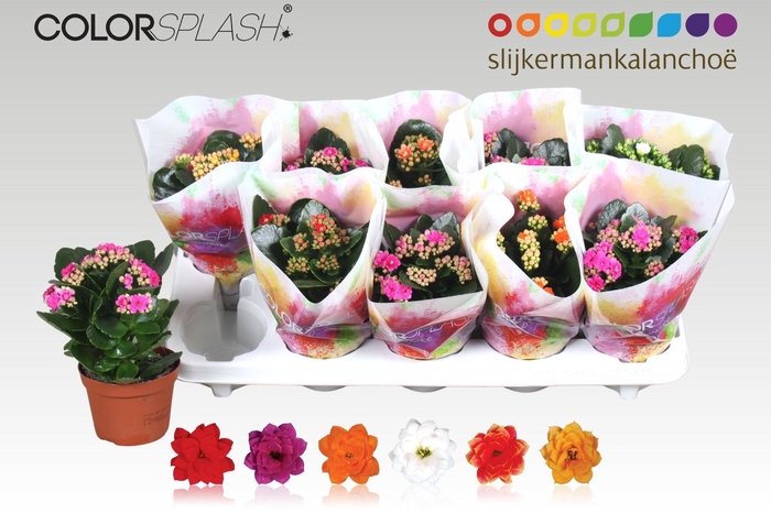 <h4>KAL GE GEM 6 KL</h4>